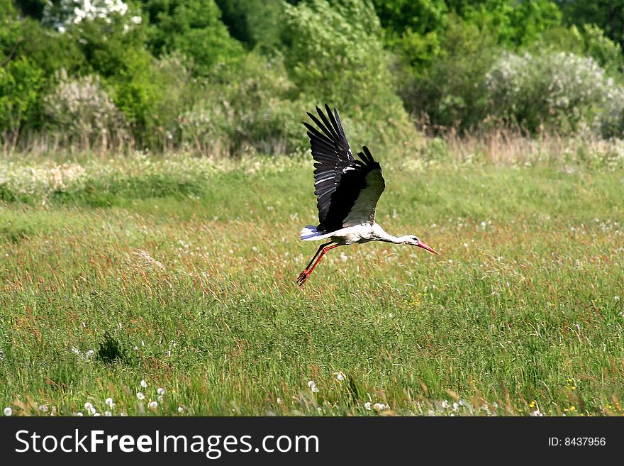 Starting Stork on the meadow