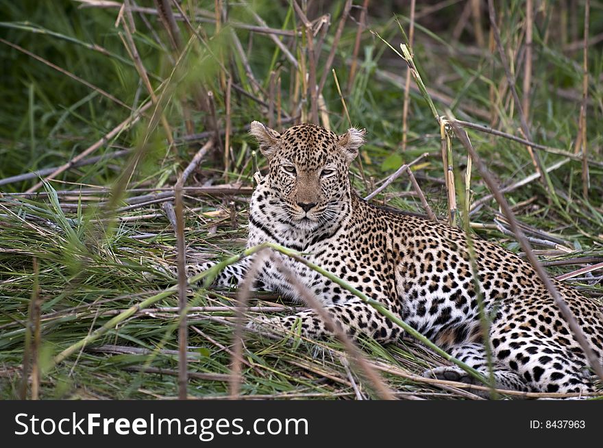 Leopard resting at Kruger national park.