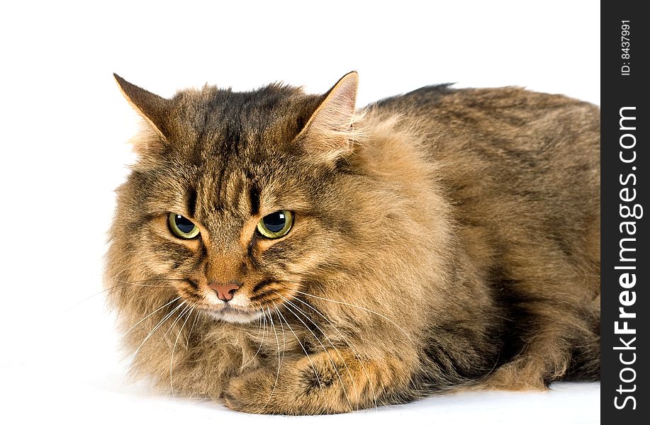 A very large friendly cat on white background