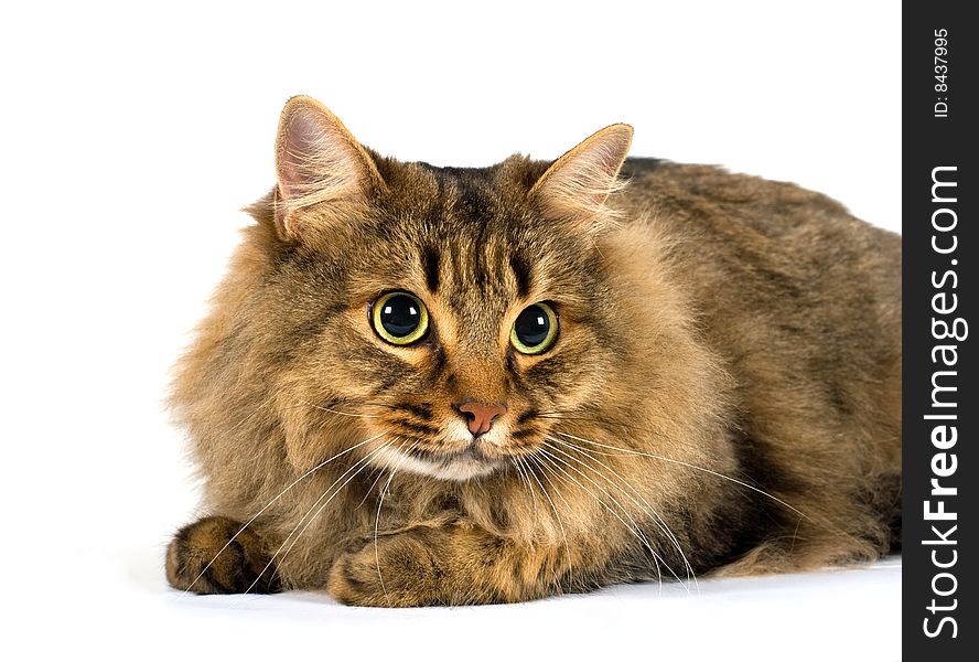 A very large friendly cat on white background