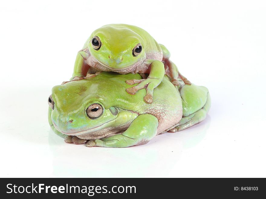 Frogs