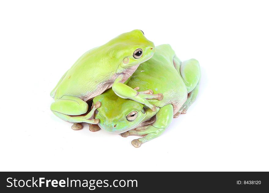 Frogs