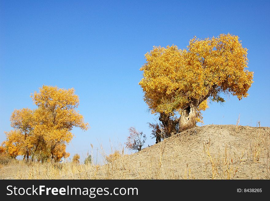 Golden populus (Populus diversifolia Schrenkin) in the desert of Singkiang,China. Golden populus (Populus diversifolia Schrenkin) in the desert of Singkiang,China