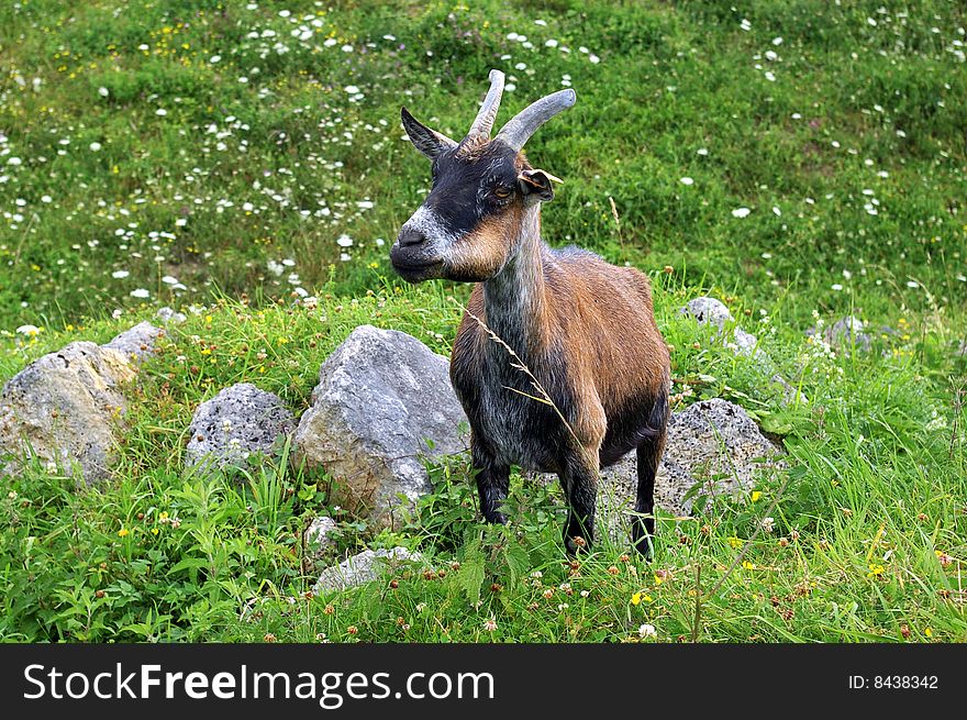 Billy goat in Picardy, France