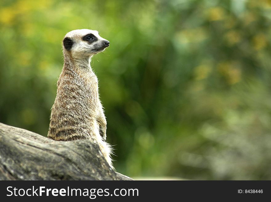 Meerkat sat on log as guard / lookout for troup. Meerkat sat on log as guard / lookout for troup