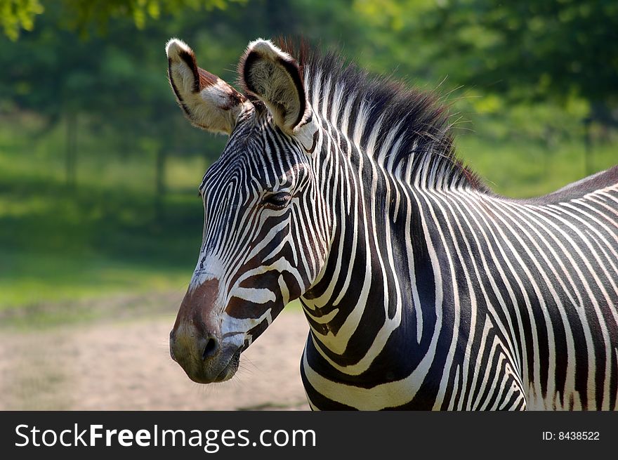 Common zebra in a zoological garden