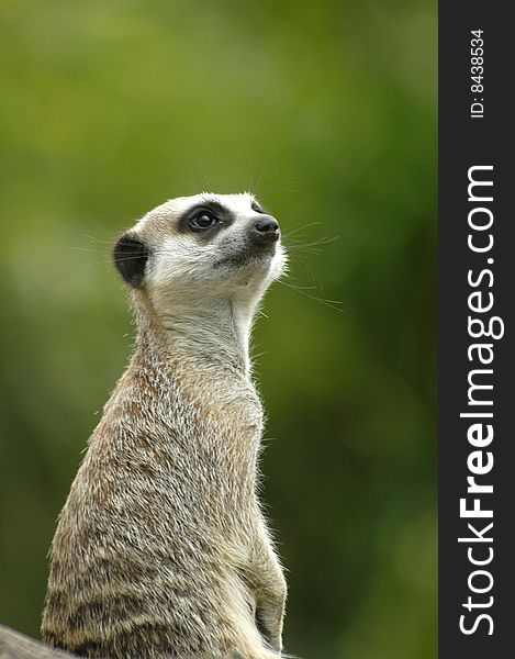 Meerkat sat on log as guard / lookout for troup. Meerkat sat on log as guard / lookout for troup