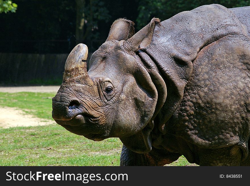 Rhinoceros in a zoological garden