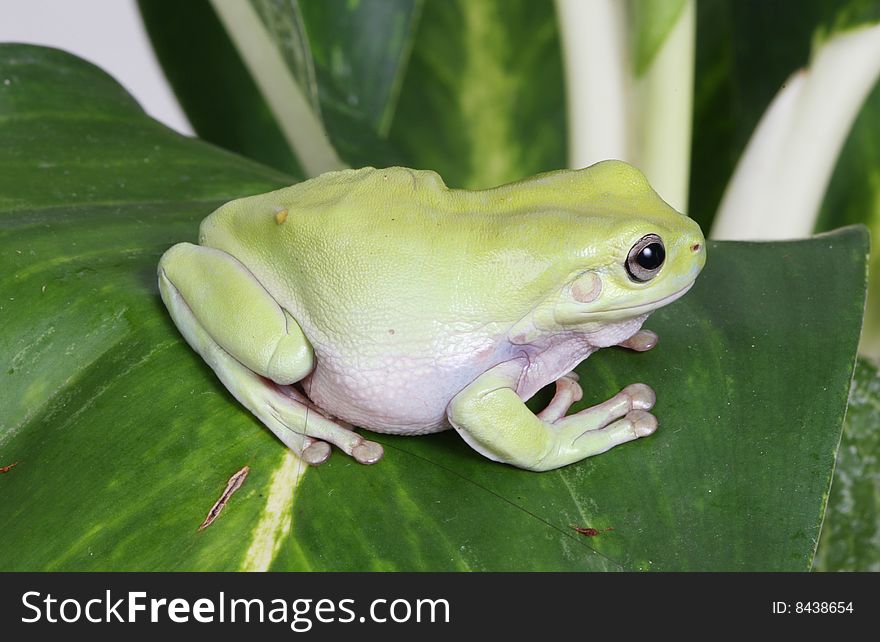 Green tree frog