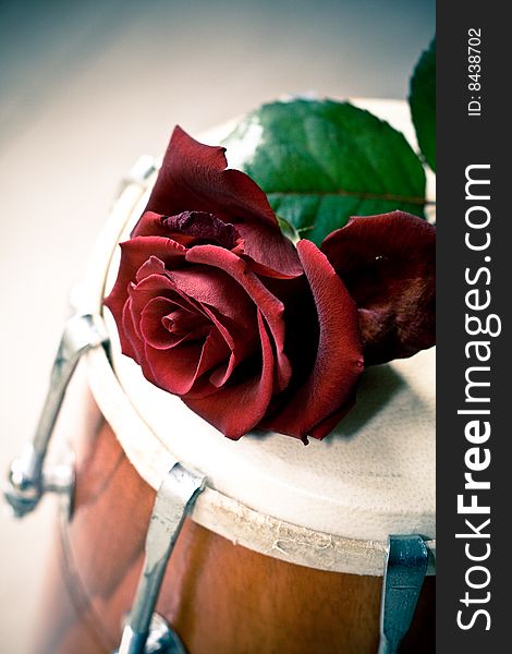 Red Rose on a Dhol drum. The Dhol is an Indian instrument.