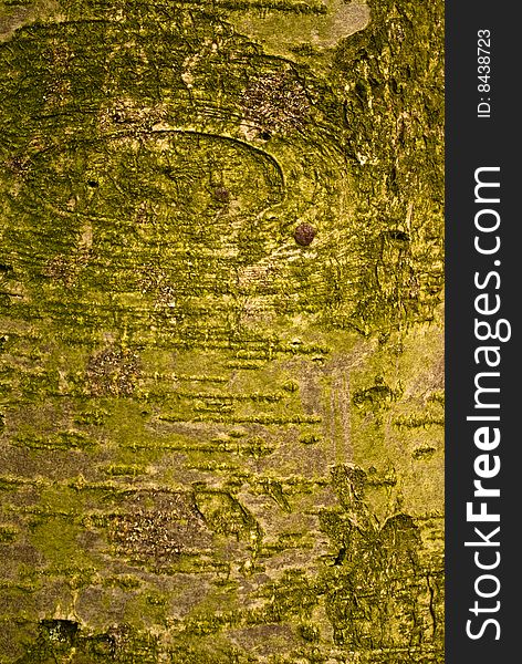 Green and brown tree bark texture for background. Green and brown tree bark texture for background