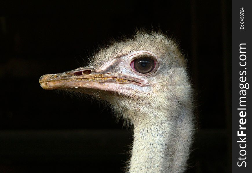 Head of an ostrich over a black background