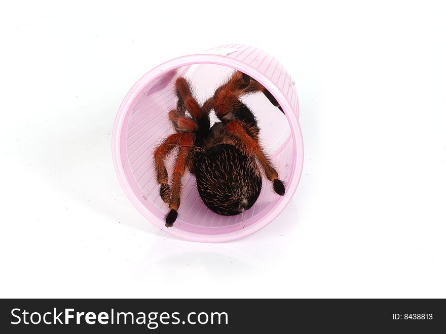 Red tarantula