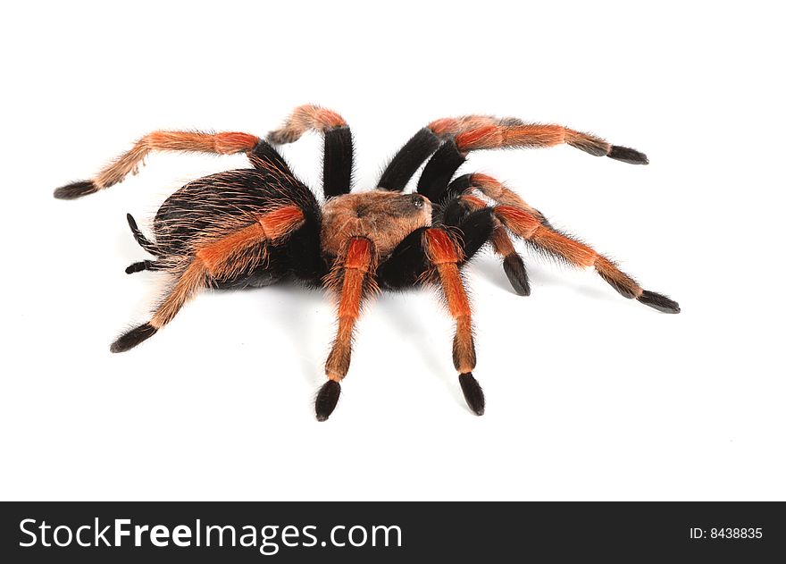 Red tarantula