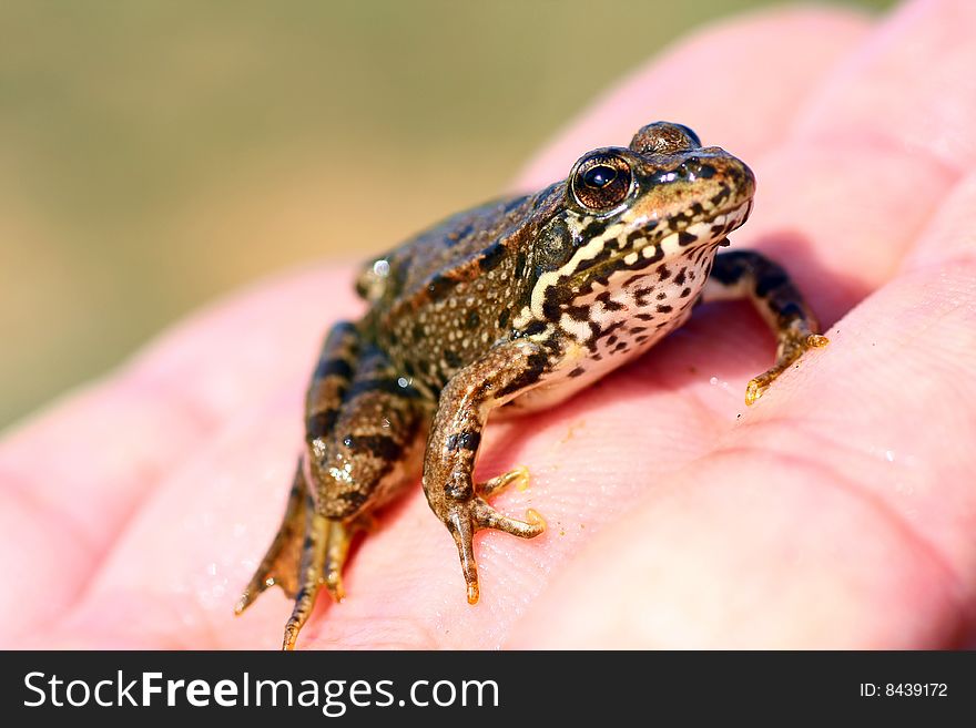 View of an common european frog on a human hand.