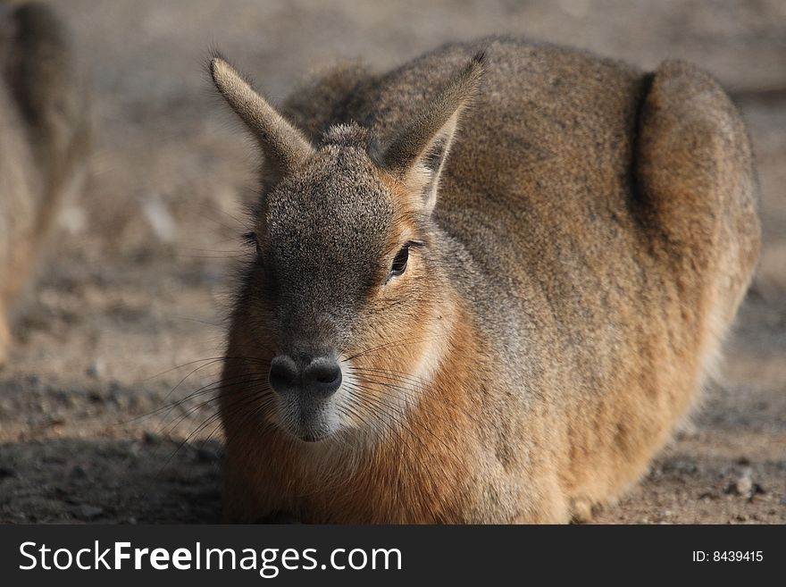 Portrai of a nice patagonian cavy, also called marÃ .