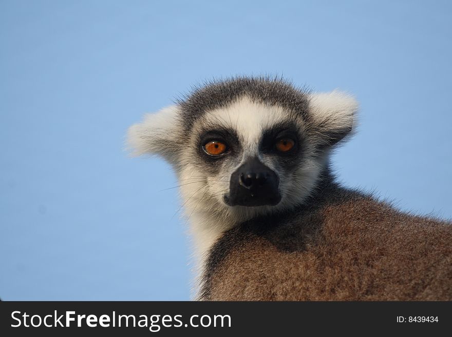 Detail of ring tailed lemur catta staring