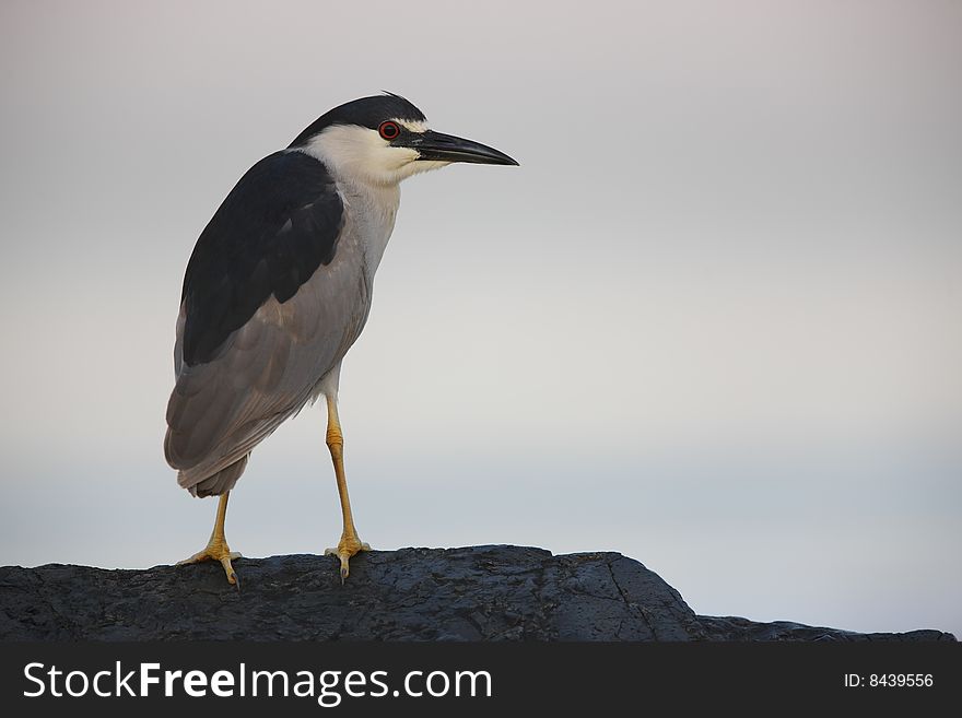 Black-crowned Night-Heron (Nycticorax nycticorax hoactli), adult in sitting on rock jetty with ocean in background. Black-crowned Night-Heron (Nycticorax nycticorax hoactli), adult in sitting on rock jetty with ocean in background