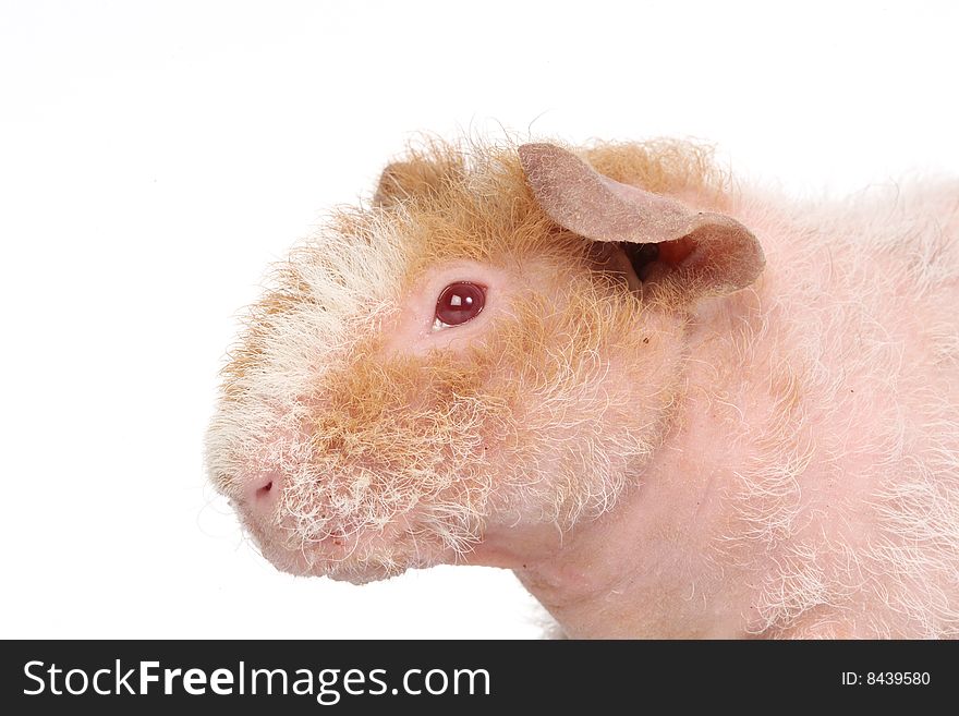 Guineapig