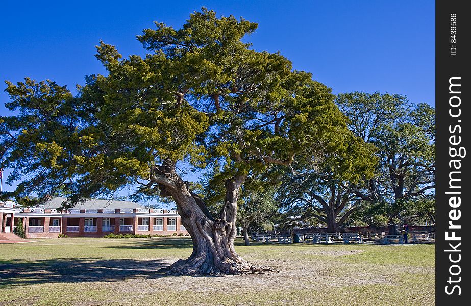 Old Oak Tree at Park