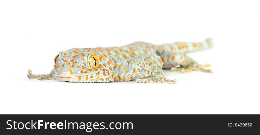 Gecko