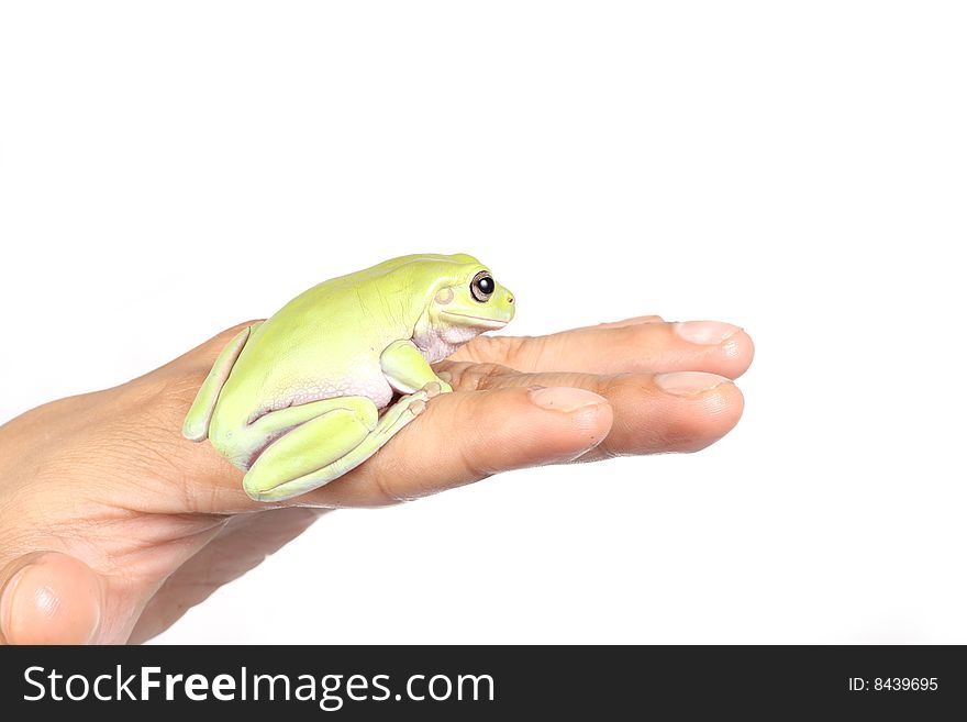 Frog