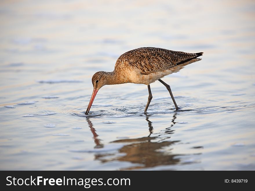 Marbled Godwit Feeding In Water