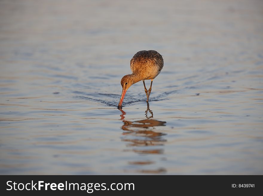 Marbled Godwit (Limosa fedoa beringiae), in winter plumage feeding in surf at dawn. Marbled Godwit (Limosa fedoa beringiae), in winter plumage feeding in surf at dawn.