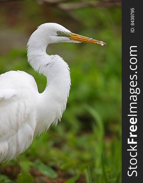 Great Egret (Ardea alba modesta), Eastern subspecies, fluffed up after eating large fish. Great Egret (Ardea alba modesta), Eastern subspecies, fluffed up after eating large fish