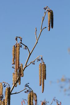 Alder Tree Catkins Royalty Free Stock Photos Alder Tree Catkins Royalty Free Stock Photos