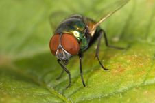 Green Bottle Fly Royalty Free Stock Photos Green Bottle Fly Royalty Free Stock Photos
