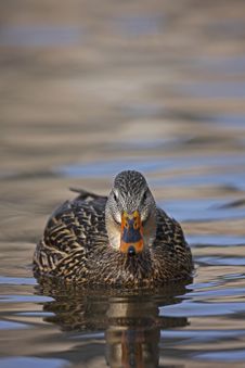 Mallard Female Swimming Royalty Free Stock Photography Mallard Female Swimming Royalty Free Stock Photography