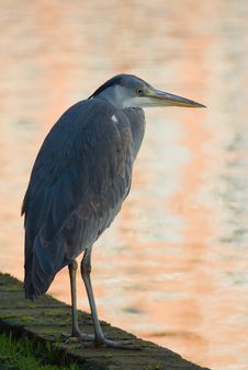Fishing Heron Stock Photos