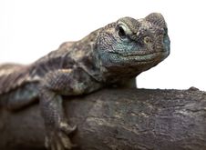 Lizard Royalty Free Stock Photo Lizard Royalty Free Stock Photo