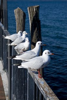 Resting Seagulls Stock Photos