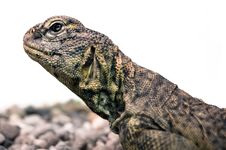 Lizard Profile Royalty Free Stock Photos Lizard Profile Royalty Free Stock Photos