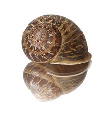 Snail Shell Reflected In Glass Stock Photo