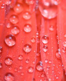 Water Drops In Petals Of Gerbera Stock Images Water Drops In Petals Of Gerbera Stock Images
