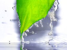 Frozen Leaf Royalty Free Stock Image Frozen Leaf Royalty Free Stock Image