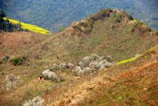 Pengzhou, China: Pear Trees On Mountainside Stock Images Pengzhou, China: Pear Trees On Mountainside Stock Images