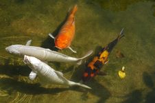 Koi Fish In Pond Royalty Free Stock Image Koi Fish In Pond Royalty Free Stock Image