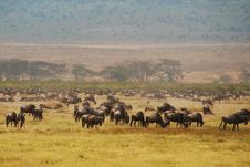 Wildebeast In Ngorongoro Stock Images
