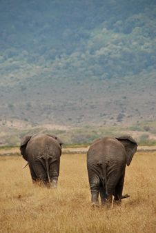 Two African Elephants Stock Photo Two African Elephants Stock Photo