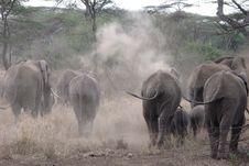 Herd Of African Elephants Royalty Free Stock Photography Herd Of African Elephants Royalty Free Stock Photography