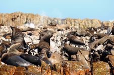 Seals On Dyer Island,South Africa Royalty Free Stock Images Seals On Dyer Island,South Africa Royalty Free Stock Images