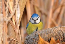 Free Blue Tit Royalty Free Stock Photos - 8448488