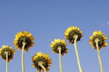 Sunflower Stock Photos Sunflower Stock Photos