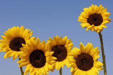 Sunflower Royalty Free Stock Photography Sunflower Royalty Free Stock Photography