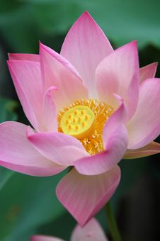 Lotus Pond Stock Photography