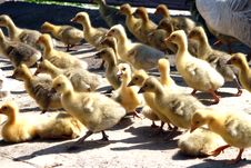 Goose Babies Stock Image